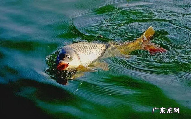 野外钓鱼老三样饵料比例搭配 经典的老三样不同季节怎么搭配