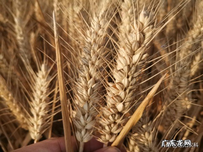 2022年表现优秀的高产小麦品种推荐 目前小麦种子哪个品种好
