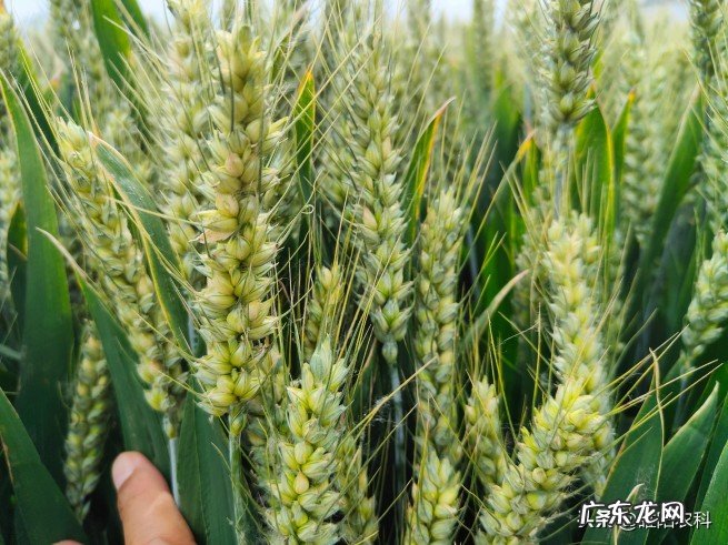2022年表现优秀的高产小麦品种推荐 目前小麦种子哪个品种好