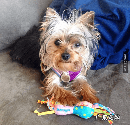 约克夏适合新手养吗 约克夏好养嘛