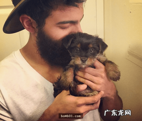 约克夏适合新手养吗 约克夏好养嘛