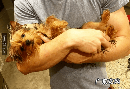 约克夏适合新手养吗 约克夏好养嘛