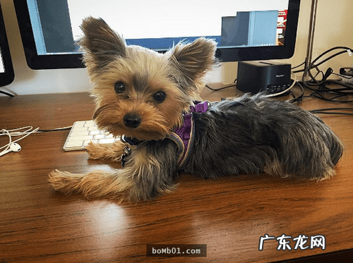 约克夏适合新手养吗 约克夏好养嘛