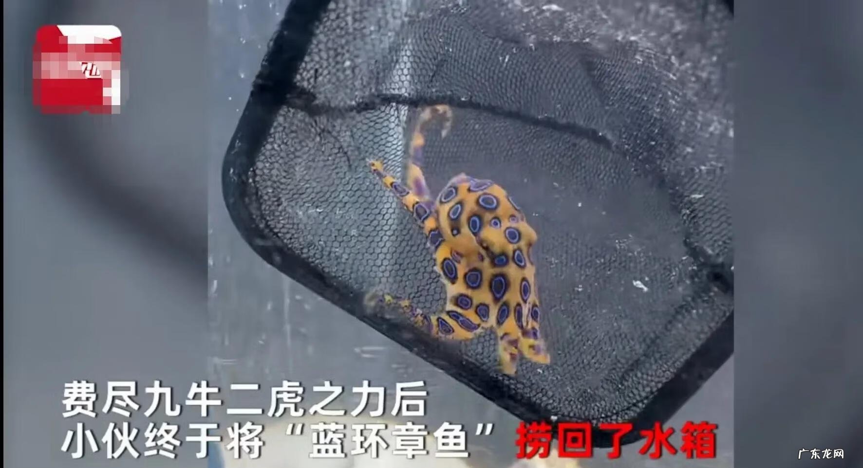 试吃剧毒蓝环章鱼 有剧毒的章鱼