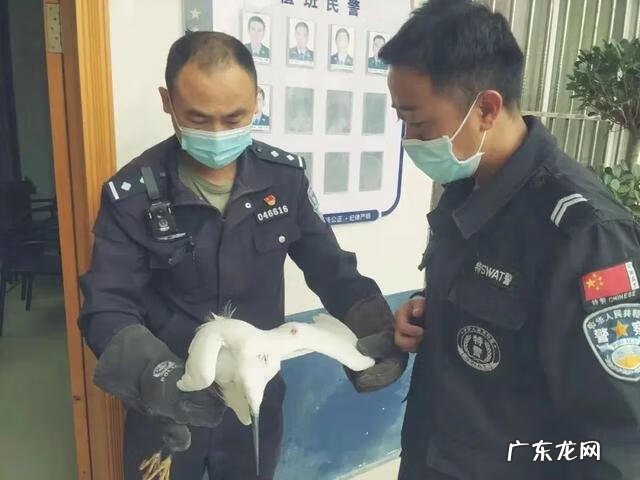 鸟儿喜欢聚的地方风水 鸟挡路的风水