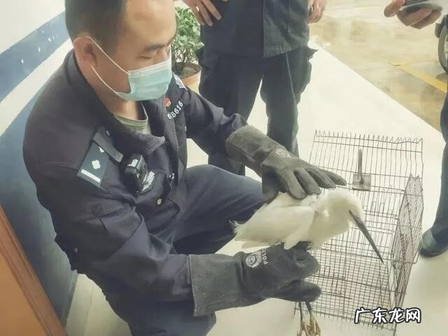 鸟儿喜欢聚的地方风水 鸟挡路的风水