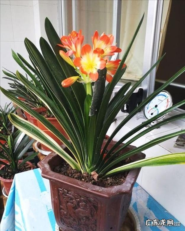 10种最怕太阳暴晒的花 目前最耐阴的十大漂亮植物是什么