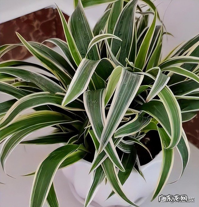 10种最怕太阳暴晒的花 目前最耐阴的十大漂亮植物是什么