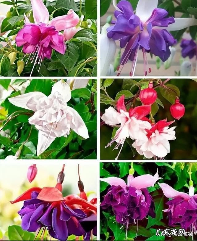 10种最怕太阳暴晒的花 目前最耐阴的十大漂亮植物是什么