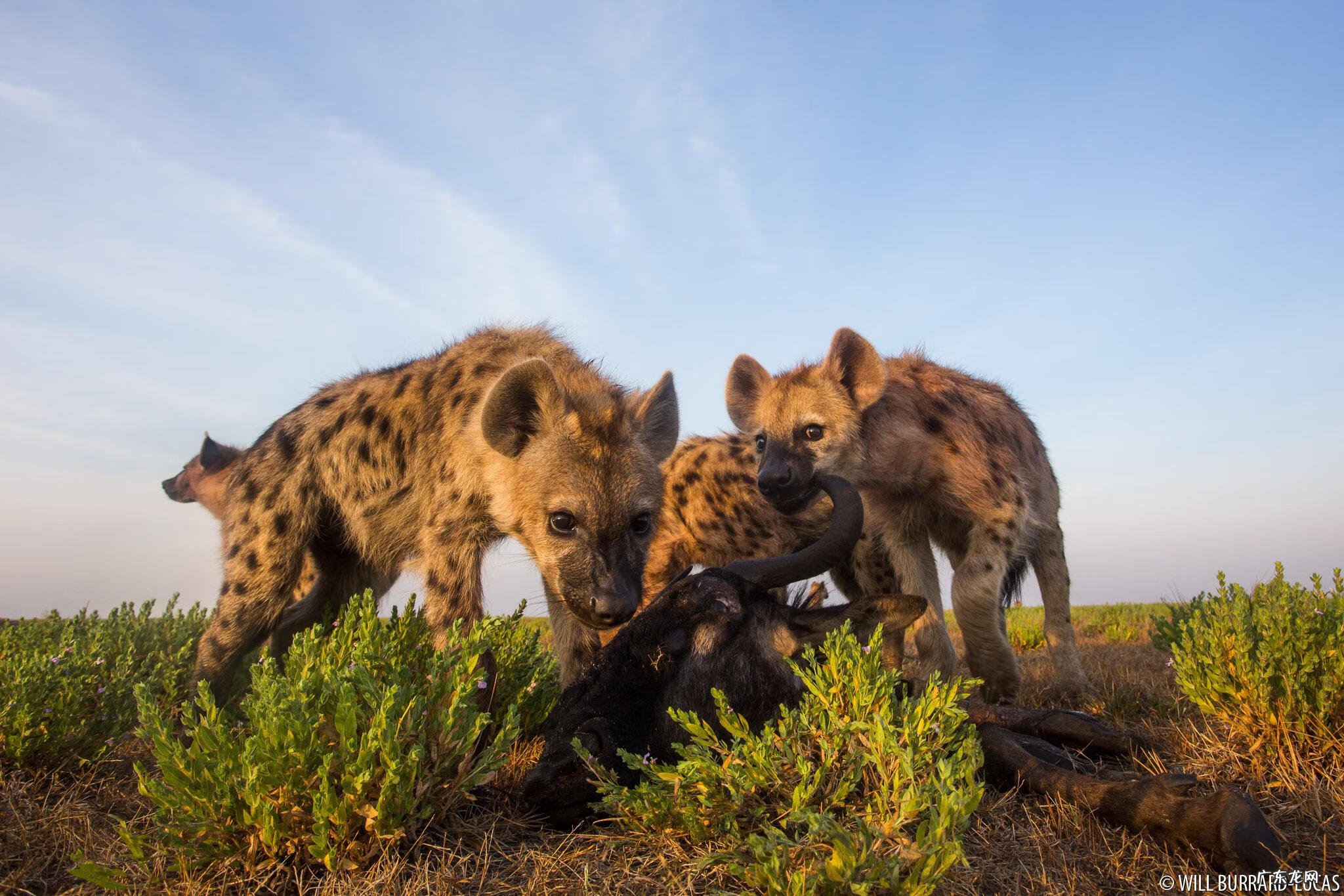 斑鬣狗和鬣狗区别 斑鬣狗和狼哪个厉害