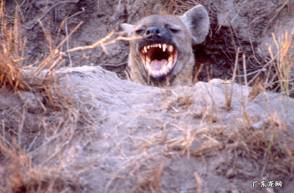 斑鬣狗和鬣狗区别 斑鬣狗和狼哪个厉害