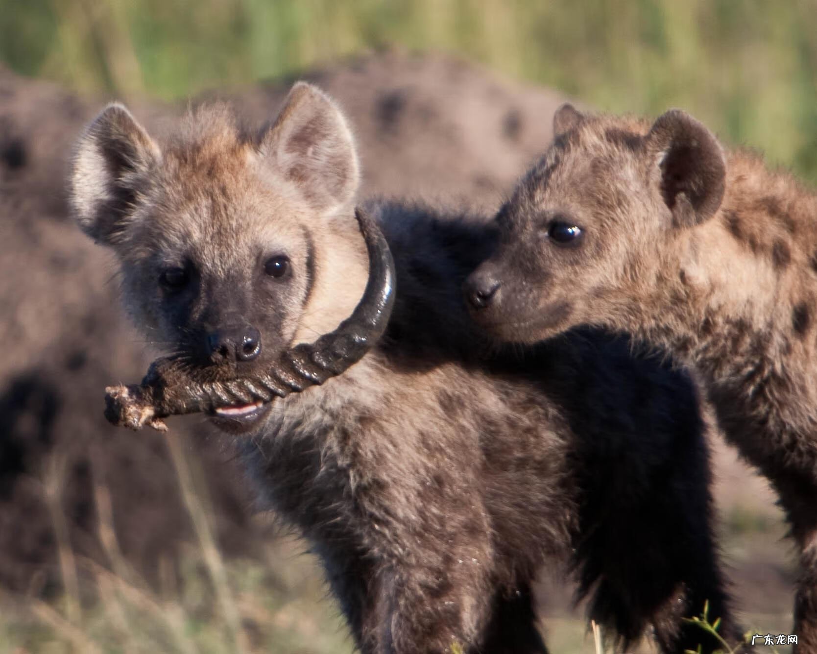 斑鬣狗和鬣狗区别 斑鬣狗和狼哪个厉害
