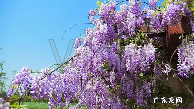 什么花养在室内风水比较好 室内长什么花草风水好呢