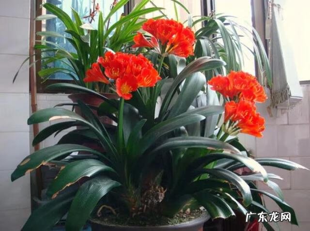 什么花养在室内风水比较好 室内长什么花草风水好呢