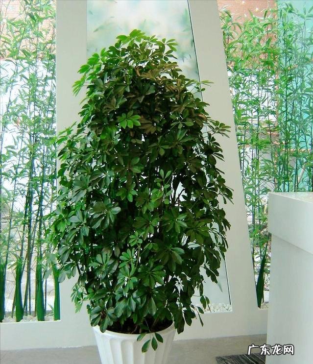 什么花养在室内风水比较好 室内长什么花草风水好呢