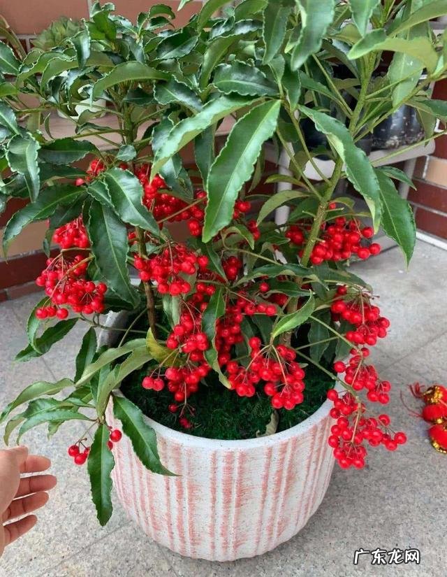 什么花养在室内风水比较好 室内长什么花草风水好呢