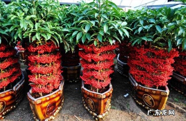 什么花养在室内风水比较好 室内长什么花草风水好呢