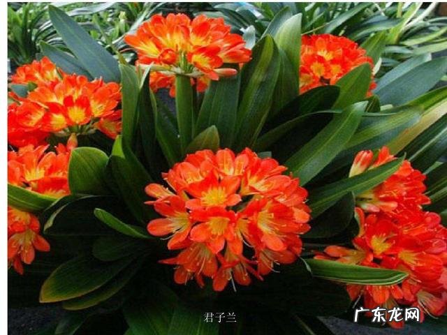 什么花养在室内风水比较好 室内长什么花草风水好呢