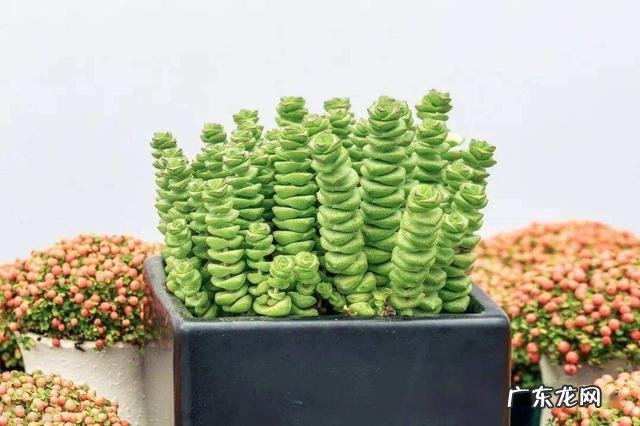 什么花养在室内风水比较好 室内长什么花草风水好呢