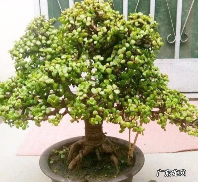 什么花养在室内风水比较好 室内长什么花草风水好呢