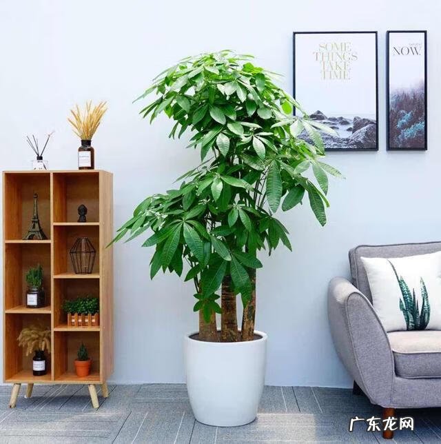 什么花养在室内风水比较好 室内长什么花草风水好呢