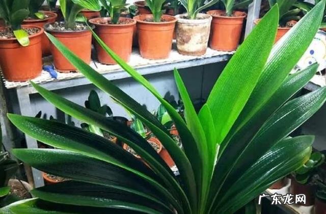 什么花养在室内风水比较好 室内长什么花草风水好呢