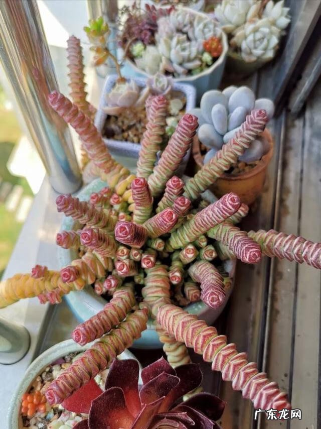 什么花养在室内风水比较好 室内长什么花草风水好呢