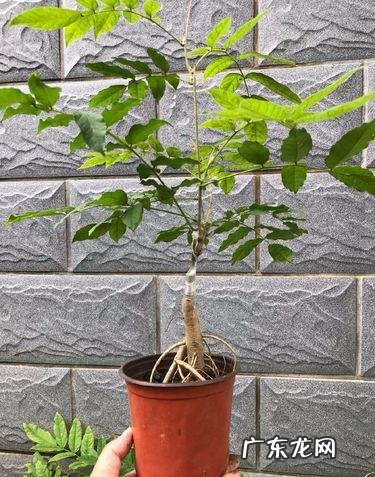 什么花养在室内风水比较好 室内长什么花草风水好呢