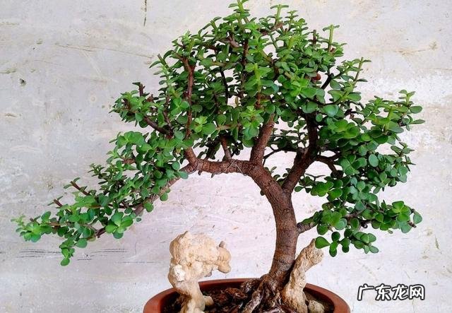 什么花养在室内风水比较好 室内长什么花草风水好呢