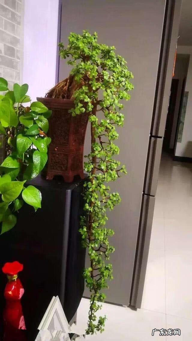 什么花养在室内风水比较好 室内长什么花草风水好呢