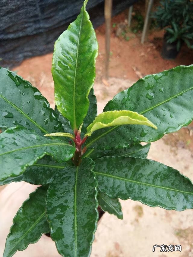 什么花养在室内风水比较好 室内长什么花草风水好呢