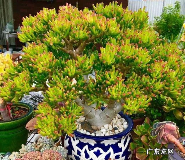 什么花养在室内风水比较好 室内长什么花草风水好呢