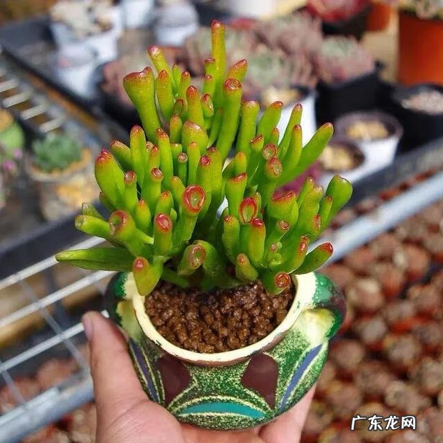 什么花养在室内风水比较好 室内长什么花草风水好呢