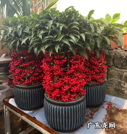 什么花养在室内风水比较好 室内长什么花草风水好呢