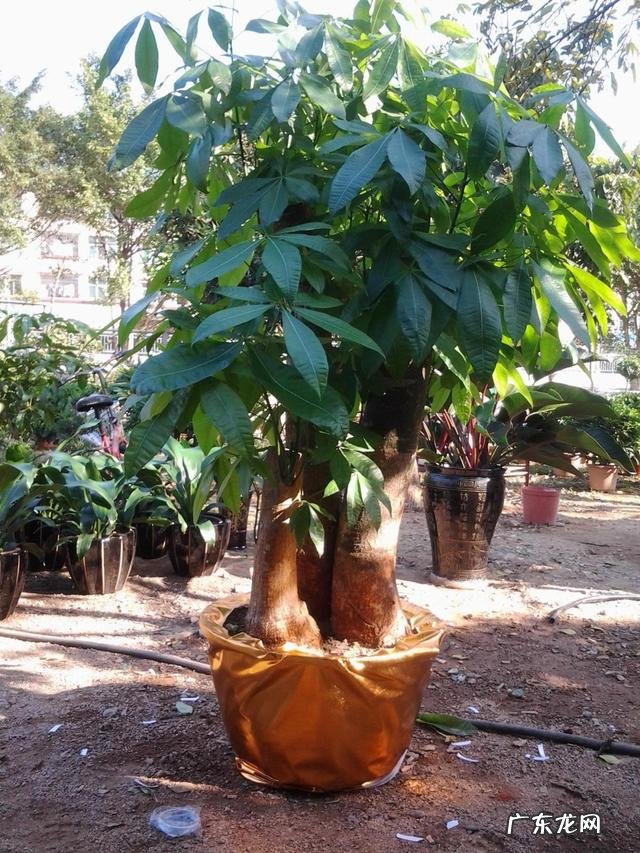 什么花养在室内风水比较好 室内长什么花草风水好呢