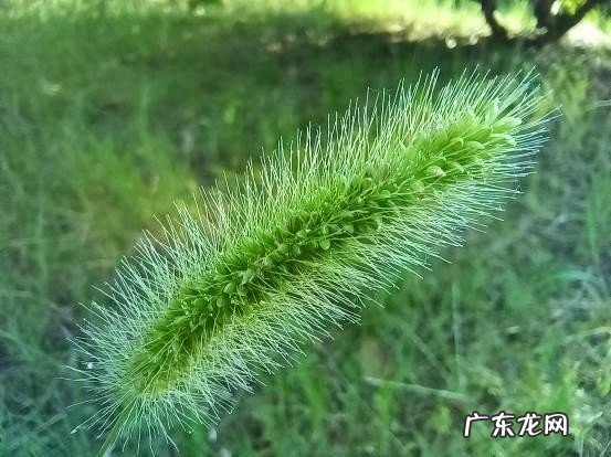 荣耀x20 se值得买吗 目前荣耀20x多少钱一台