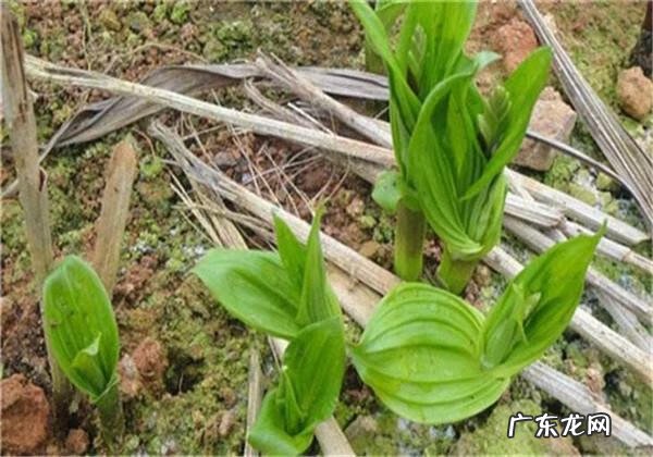 八角莲又叫什么 八角莲的功效与作用