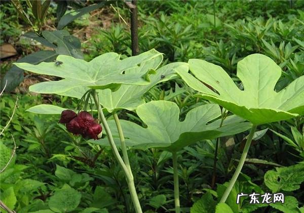 八角莲又叫什么 八角莲的功效与作用