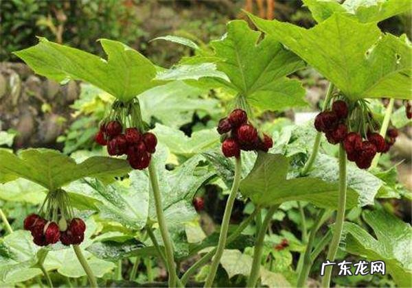 八角莲又叫什么 八角莲的功效与作用