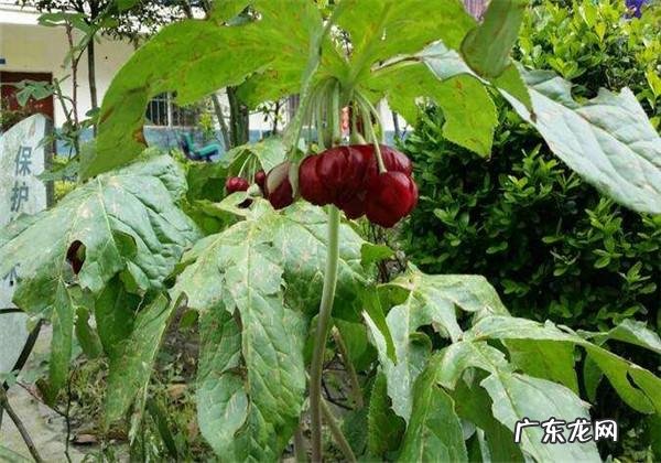 八角莲又叫什么 八角莲的功效与作用