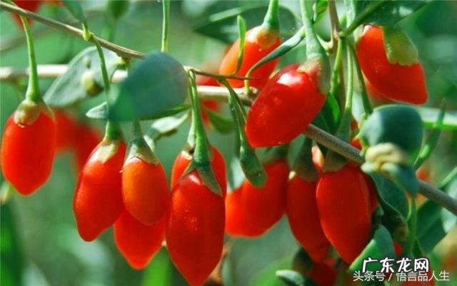 房子东北有水池好吗 家里东边有水池的风水好吗