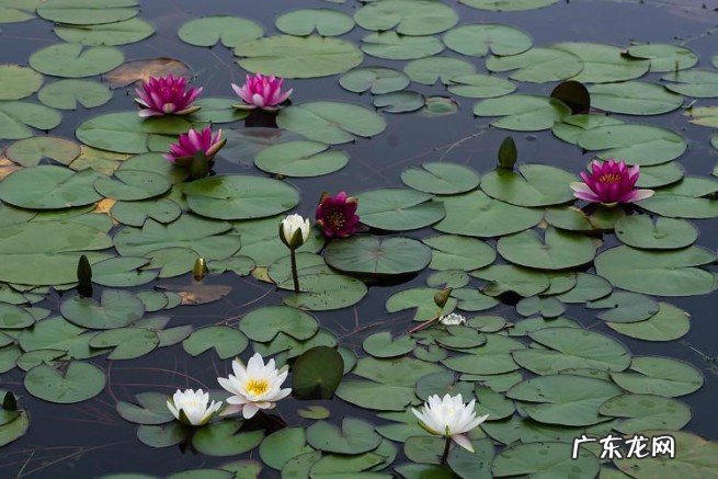 睡莲的7点养护技巧 水生草本植物睡莲怎样养才会开花