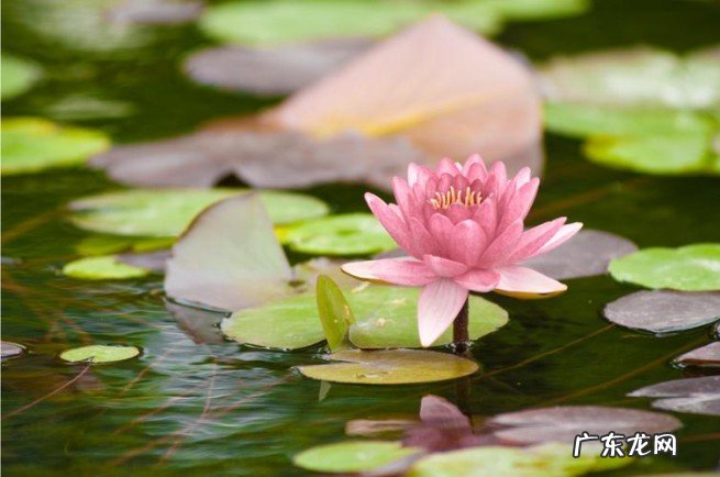 睡莲的7点养护技巧 水生草本植物睡莲怎样养才会开花