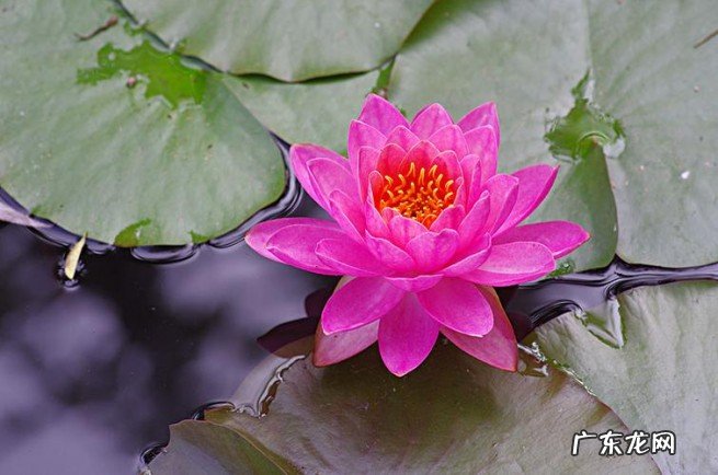 睡莲的7点养护技巧 水生草本植物睡莲怎样养才会开花