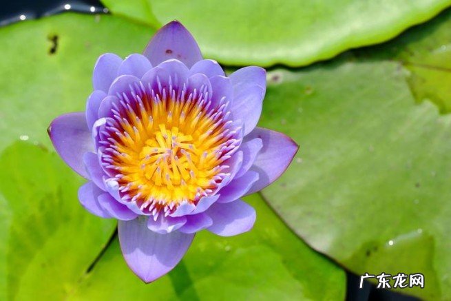 睡莲的7点养护技巧 水生草本植物睡莲怎样养才会开花