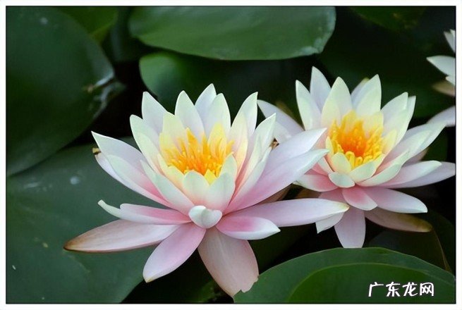 睡莲的7点养护技巧 水生草本植物睡莲怎样养才会开花