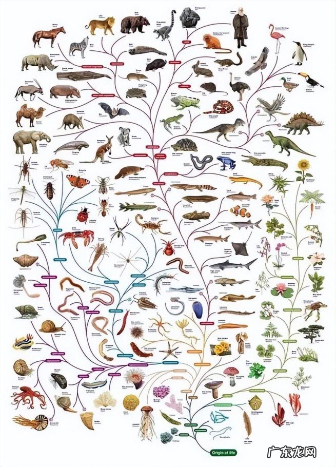 人类的祖先是谁呢 人类从鱼进化而来是真实的吗