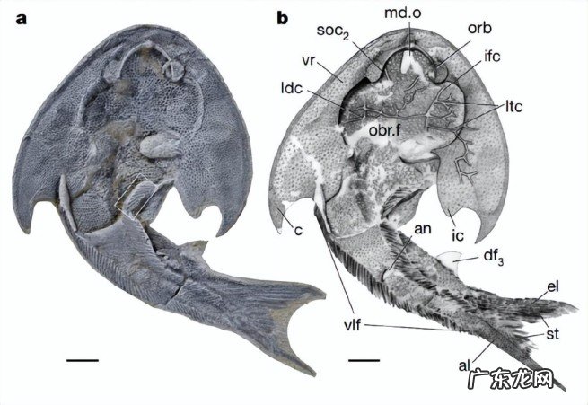 人类的祖先是谁呢 人类从鱼进化而来是真实的吗
