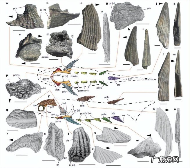 人类的祖先是谁呢 人类从鱼进化而来是真实的吗