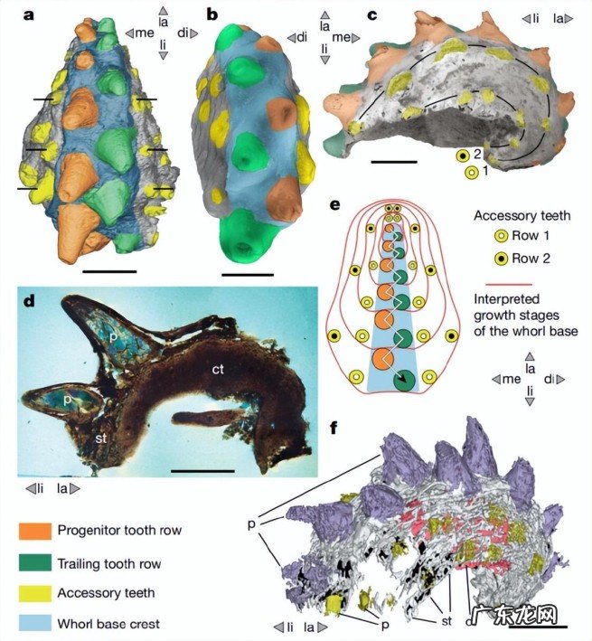 人类的祖先是谁呢 人类从鱼进化而来是真实的吗